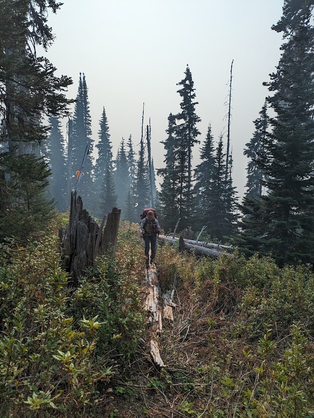  log bridges to get over the bush